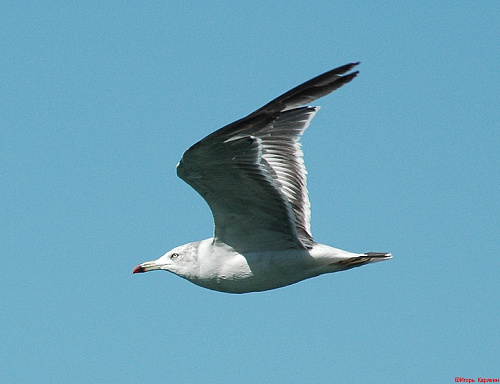 ������������ �����